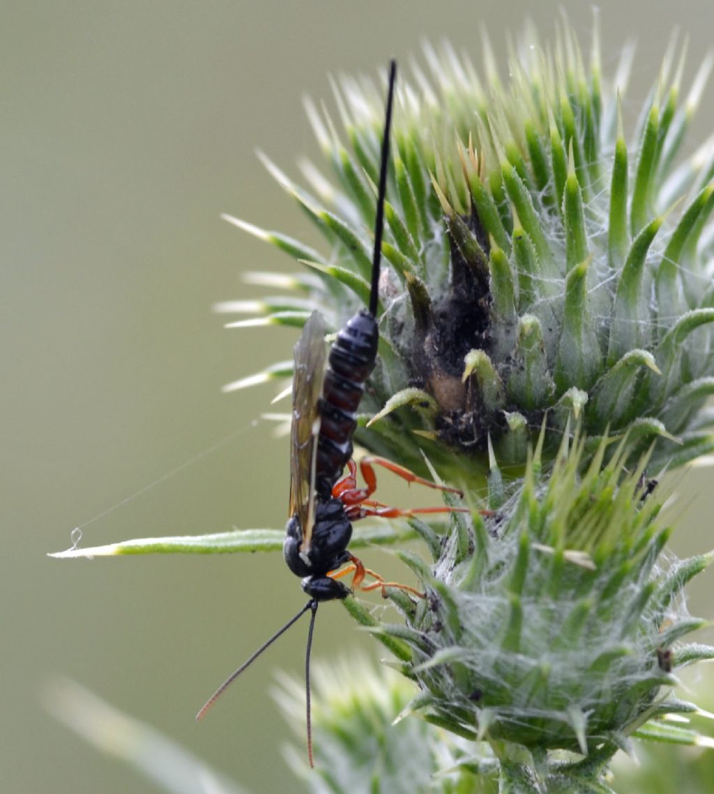 Icneumonidae, Pimplinae.